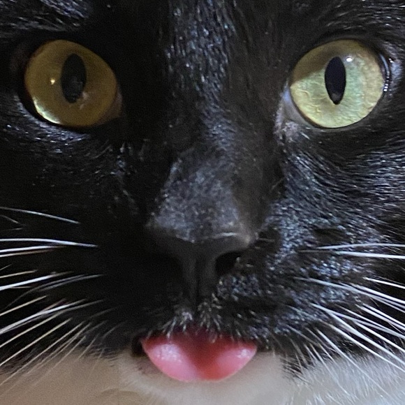 🐱 Join us for NWT share on Tuesdays, Wednesdays, Thursdays and Sundays 👩🏻🦰 - Picture 16 of 16